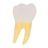 SOLUSTRE Anatomisches Molarenmodell aus Leichtem Pvc für Zahnarztunterricht und Demonstration Gerade Zähne Realistische Zahnforschung und Lehrhilfe