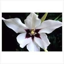 acidanthera murielae fragrant gladiolus 4 bulbs .imported from holland.