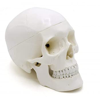BTC INSTRUMENTS Miniature Skull Model PVC