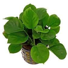 Premier Plants Anubias COIN LEAF/ROUND LEAF/GOLD LEAF with POT Live Aquarium Plants Freshwater