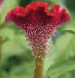 100 Coral Gardens Mix CELOSIA Cockscomb Celosia Argentea Cristata Flower Seeds