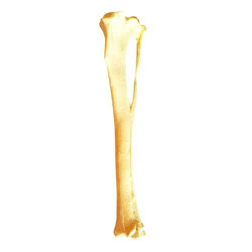 FUKAJOMFEN Dog Tibia Skeletal Model for Report Dog Anatomy Tibia Skull Model PU Material