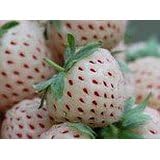 Samenchilishop (Immer nur einmal Versand)