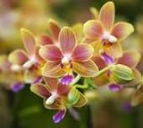 SD1185 Orchid Seeds, Orchid Flower Seeds, Non-Genetically Modified Seeds (50 Seeds)