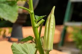 See full amazon price history chart for Red okra bhindi seed For Plant,Red okra bhindi seed For Home Farming Pack Of 25 Red okra bhindi seed For Plant,Red okra bhindi seed For Home Farming Pack Of 25 (B0CS1CG5VM) Amazon Price History, Amazon Price Tracker