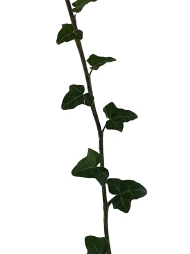 Echtes Efeu 20 Samen -Hedera helix- ''Kletterpflanze/Winterhart''