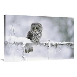 24 x 36 in. Great Gray Owl Perching on A Snow-Covered Branch, British Columbia, Canada Art Print - Tim Fitzharris