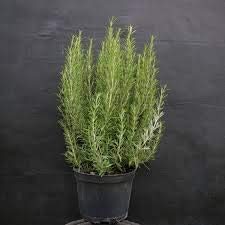 Large Rosemary Plant in a 14cm Pot - for Culinary Use - Upright and Bushy Rosemary Plant by plantshack