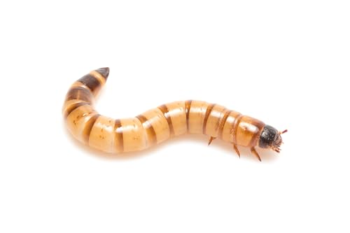 Eurocrickets | Lebende Mehlwürmer Standardgröße | Mega Pack 1 KG | Futterinsekten für Reptilien und Vögel