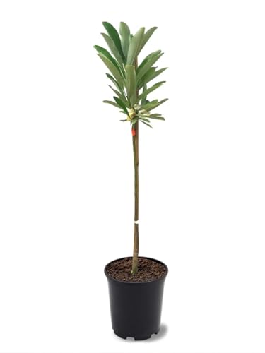 Sweetbay Magnolia Tree, 1 Gallon Potted, Fragrant White Flowers – Ideal for Small Gardens | Arbor Day Foundation (Due to Agricultural Laws, Unavailable to CA or AZ)