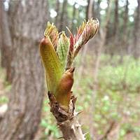 Amazon.co.jp: 北海道産 朝採り タラの芽 15個 たらの芽 : 食品・飲料