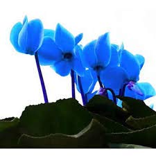 200 pc/sacchetto Semi di Cyclamen fiore blu perenne fioritura in vaso piante Semi, impianto Casa Giardino Orquideas Para plantare 11