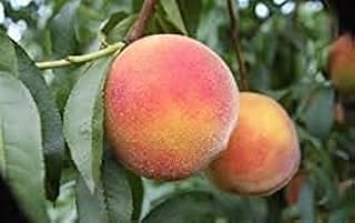 Elwyn 100 Pcs Peach Fruit Tree Seeds Red.