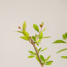Rrk Semi Dry Henna Mehandi Leaves for Hair and hand 50gms+(10gm free) and planting-picture-49