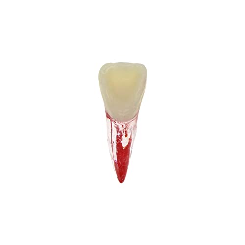 Generic BL08311518 10Pcs Dental Endodontic Root Canal Rct Practice Endo Teeth Tooth Model Pulp Study thumb #8