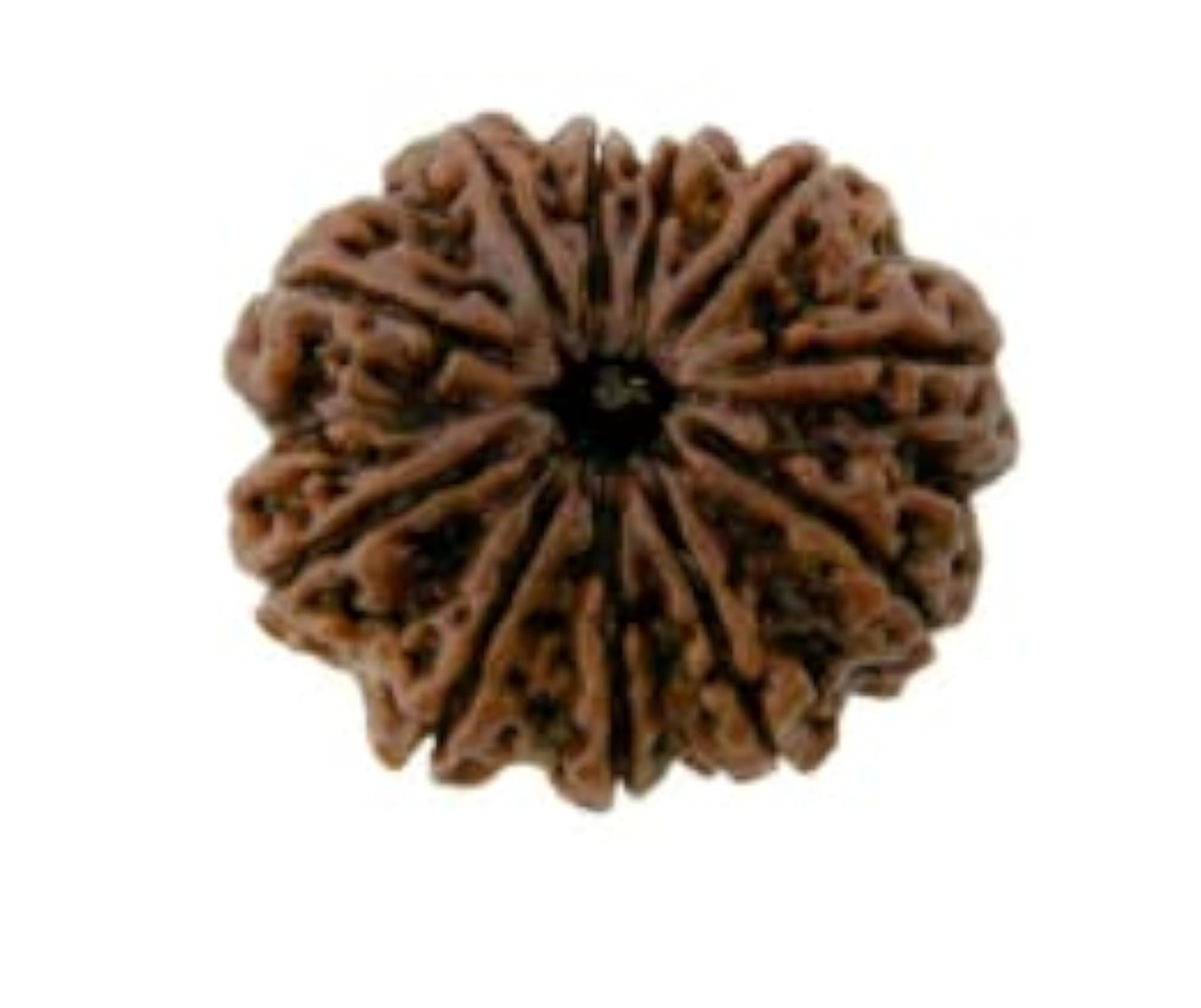 TRINETRA GEMS Brown Eleven Face Rudraksha, Certified Beads