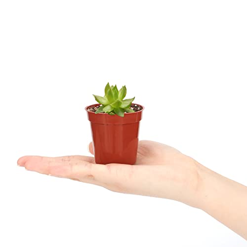 Kinglake 100 Pcs 2 Inch Plastic Plant Nursery Pots,Seed And Cutting Pots For Succulent Plants #TOP3