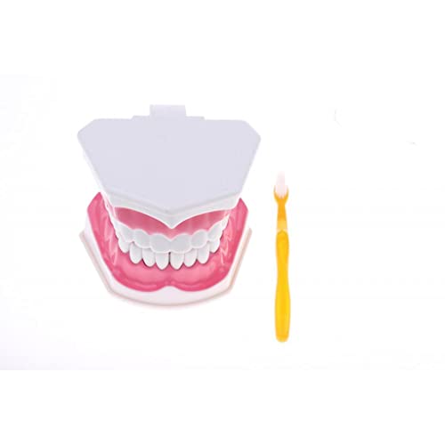 JWQFBC Modello Bocca Umana Kit Denti Lingua Strumento Pratica Modello Bocca con Accessori in PVC Adatto per Formazione Scolastica Consulti