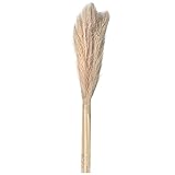 4. Decoración multifuncional: Reed es ideal para sala de estar, dormitorio, mesa de comedor, boda, decoración de flores de primavera. También puede ser un regalo de Navidad, San Valentín y cumpleaños para familiares y amigos.