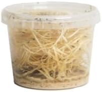 The Mealworm Company LIVEFOODS DIRECT Small Wingless Fruit Flies Culture