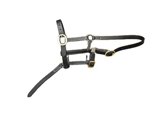 Cwell Equine COLLAR DE CABEZA CUERO FOAL NEGRO
