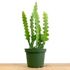 M.D. FARM AND NURSERY | Fishbone Cactus live plant with pot (B0CR4GBLLY) Amazon Price History, Amazon Price Tracker