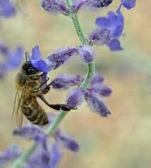 Russian Sage 'Little Spire' Plant in a 3.5" Pot-Powerhouse Pollinators!!! (3)