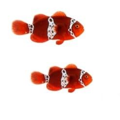 2-Pack Lightning Maroon Clownfish &ndash; Captive-Bred Live Saltwater Aquarium Fish Pair &ndash; Reef Safe...