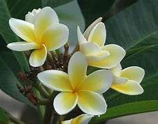 Image of Frangipani Plumeria Rubra Live Flower Plant ? Hybrid Champa Golachin Deva Ganneru with Pot | Beautiful Fragrant Bloom | 0.5?1.5ft Height | Outdoor & Garden Flower Plant ? Pack of 1