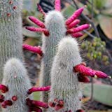 Semillas de plata Antorcha Cactus (Cleistocactus strausii) 20 + Seeds (80+)