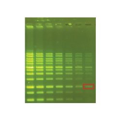 Gel - Green DNA Fluorescent DNA Stain, 10,000X Concentra te 500ul, EA1