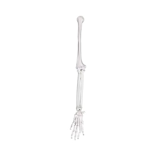 Modèle détaillé de clavicule osseuse en PVC texturé rigide pour démonstration