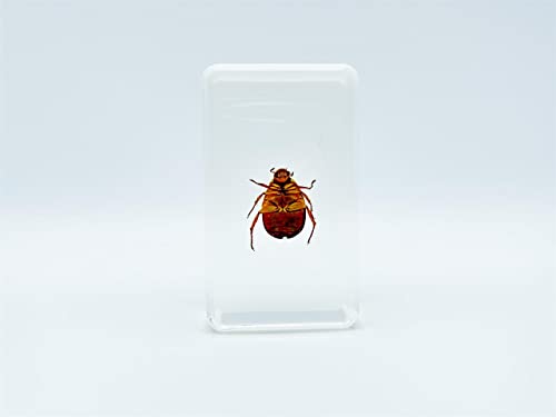Image of Assorted Styles of Beetle and Insect Specimens, Clear Amber Resin Material Ideal for Kids' Science Education, Collecting, and Home Decoration 2.4″*1.4″*0.7″ (No.43)