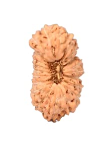 Nitya-Enterprises 21 Mukhi Rudraksha (Twentyone Face Rudraksha) Nepali Beads Original Shape Certified by Lab for Men and Women
