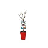 Verdecora Melocotonero Amber Enano Residuo cero en maceta 5L | Prunus persica 'Amber' | Árbol frutal natural planta de exterior | Cultivado sin uso de productos químicos