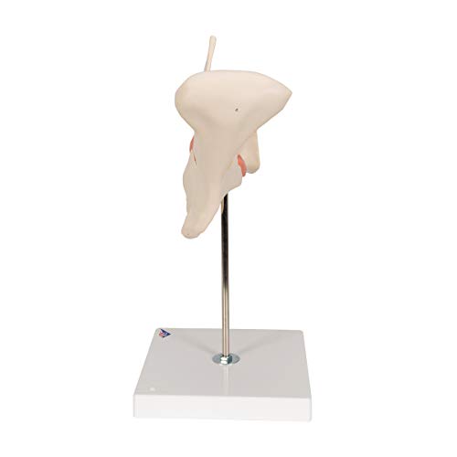 Image of 3B Scientific D25 6 Part Half Lower Jaw Model, 3 Times Full-Size, 13.8 inch x 7.1 inch x 14.2 inch