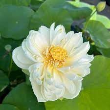 Image of ZXXYANBI All Time Beautiful Big Hybrid (Snow White) Lotus Tuber, Root Flower Plant, Tree Granted Blooming 30 Days, Mild, sweet fragrance Flower, 1 Healthy Fresh Tuber For Home Garden
