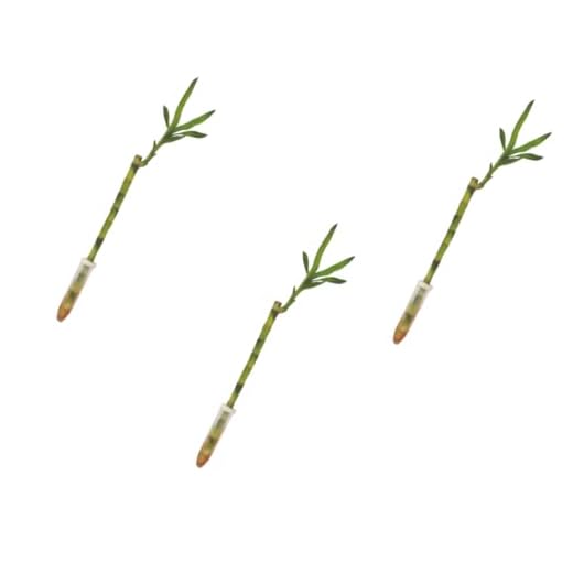 Verdecora Lucky Bamboo | Bambú de la suerte | Planta natural de interior (Recto 30cm PACK 3 UNIDADES)