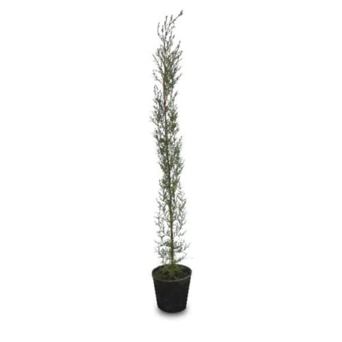 Verdecora Ciprés Común | Ciprés Mediterranéo | Cupressus Sempervirens | Planta natural de exterior | Árbol para jardín, terraza, balcón (maceta 5L)