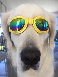 Image of PSK Sunglass, Goggles Glamorous Eye Protection Eye Wear Protection Waterproof Pet Sunglasses for Dogs with Fashion Flair for All Breeds (Yellow)