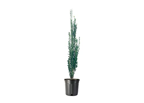 Sky Pencil Japanese Holly - 2 Large Trade 3 Gallon Plants - Low Maintenance Formal Evergreen Ilex...
