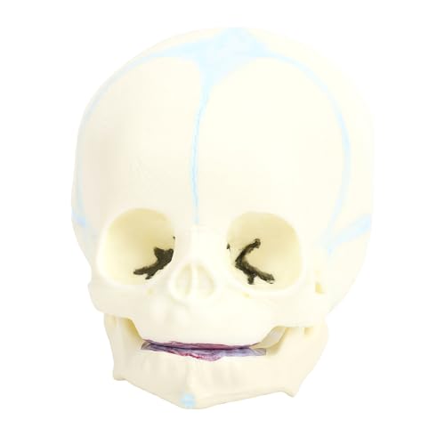 Leftwei Baby Skull Model, Life Sized PVC Anatomical Skull Separation Replica, Teaching Model with Detailed Structure, Ideal for Students Educators Artists