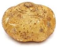 Fresh Jicama Root, 5 Pound Bulk Pack - Thumbnail 2