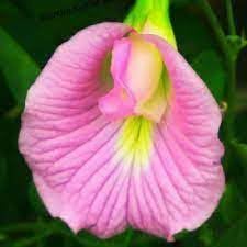 ShopCaart Aparajita Flowering/Butterfly Pea Flower Live Plant Gorgeous Butterfly Pea Flower for Your Home Garden, Pack of 1 (Pink) (B0CMDK1X1H) Amazon Price History, Amazon Price Tracker
