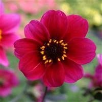 3 x Dahlia 'Roxy' Cottage Garden Perennial Plug Plants