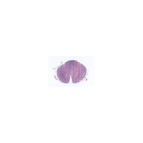Image of 3B Scientific GmbH W13319 Nervous System-German