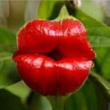 100 PC / bolso labios rojos Semillas Semillas raros de la flor Macetas de flores Psychotria Elata Angiospermas plantas perennes semillas de flor
