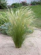 Stipa tenuissima 'Pony Tails' Feather Deciduous Perennial Garden Grass 9cm Pot