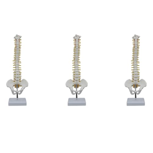Modèle de colonne vertébrale avec modèle pelvien pour cours d'anatomie
