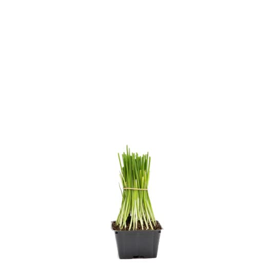 Planta de Cebolla Blanca Natural Ideal para Transformar tu Jardín en un Huerto de Cebollas de Uso Culinario